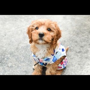 Reversible Puppy Raincoat size S